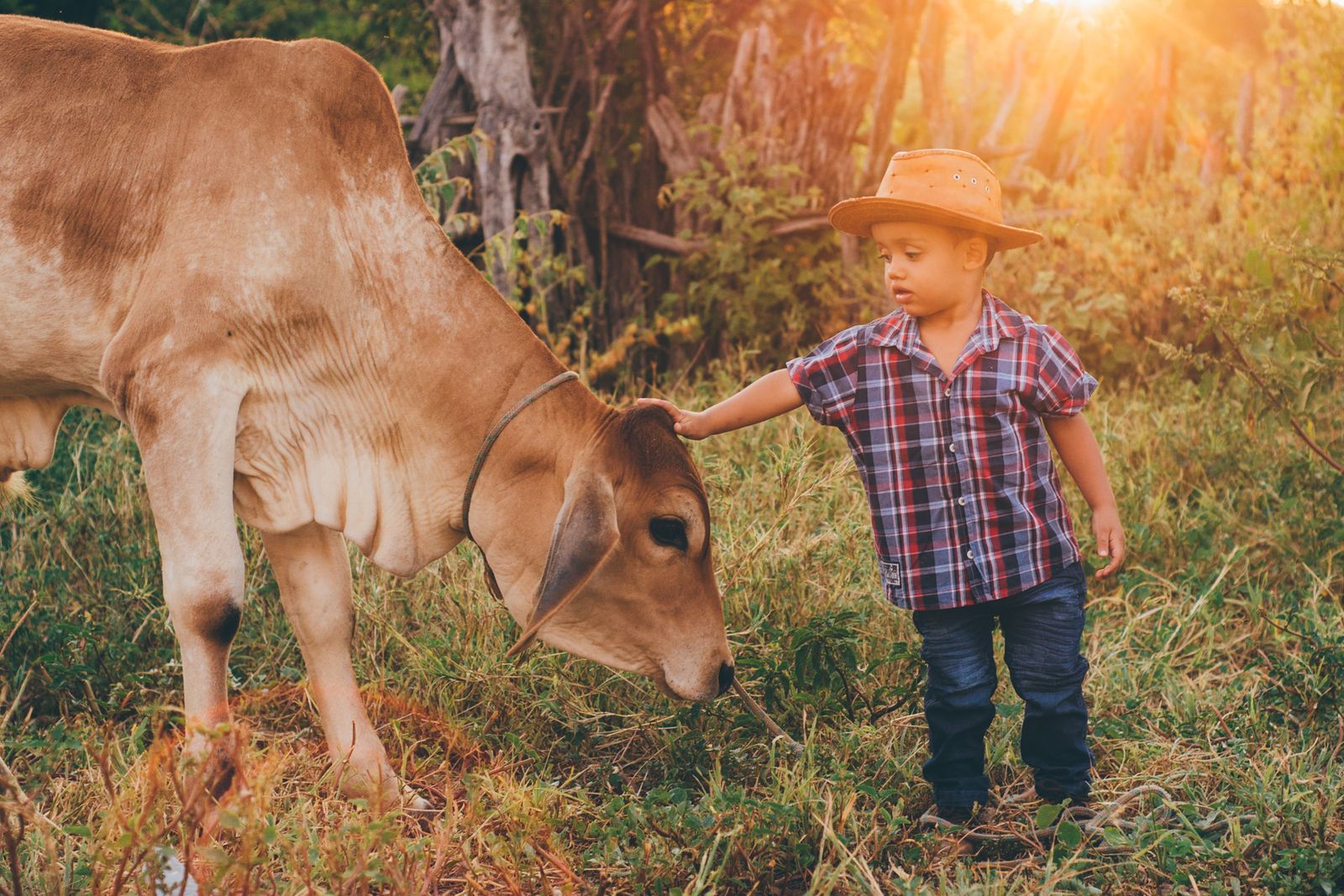 A child gently petting a calf in a sunny pasture